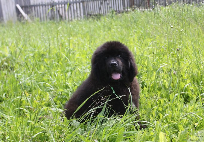 Фото: ньюфаундленд Terra Viktoriya Kiper of Taym (Терра Виктория Кипер оф Тайм)