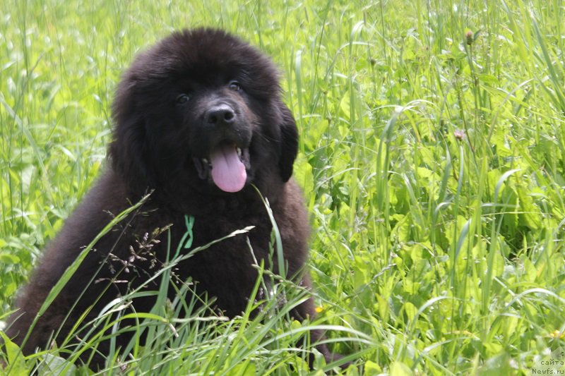 Фото: ньюфаундленд Terra Viktoriya Kiper of Taym (Терра Виктория Кипер оф Тайм)
