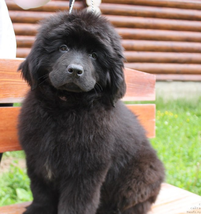 Фото: ньюфаундленд Terra Viktoriya Kenzo Flover (Терра Виктория Кензо Фловер)