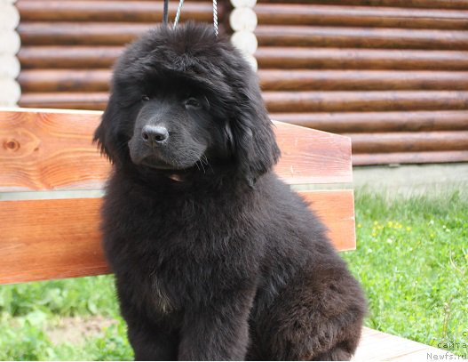 Фото: ньюфаундленд Terra Viktoriya Kenzo Flover (Терра Виктория Кензо Фловер)