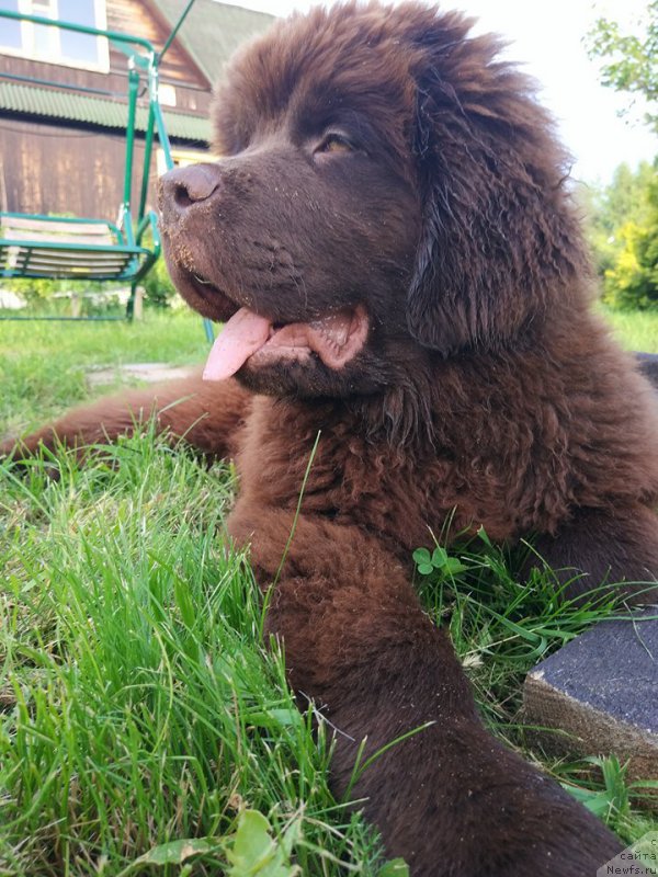 Фото: ньюфаундленд Braunblad MSK Dvayt Garnet (Браунблад МСК Двайт Гарнет)