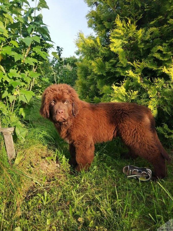 Фото: ньюфаундленд Braunblad MSK Dvayt Garnet (Браунблад МСК Двайт Гарнет)