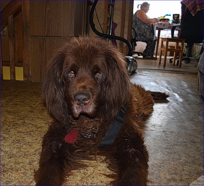 Фото: ньюфаундленд Smigar Rishel Lady Fortuna (Смигар Ришель Леди Фортуна)