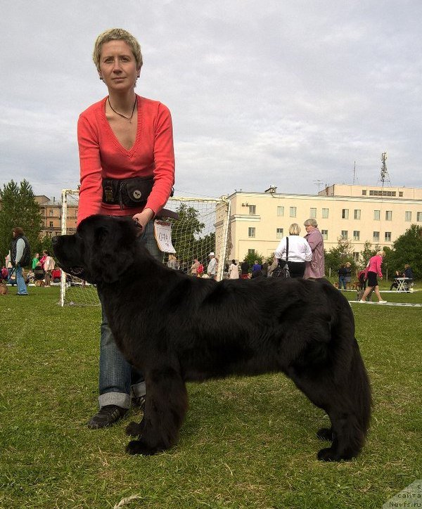 Фото: ньюфаундленд Belkonder-Club Bella Renaissance (Белкондер-Клаб Белла Ренессанс)