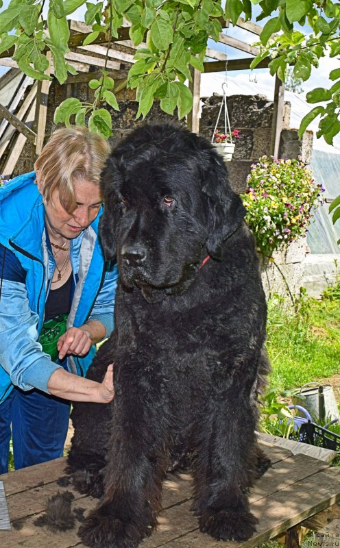 Фото: ньюфаундленд Funnewf Uletnaya Devchenka (Фанньюф Улетная Девчонка)