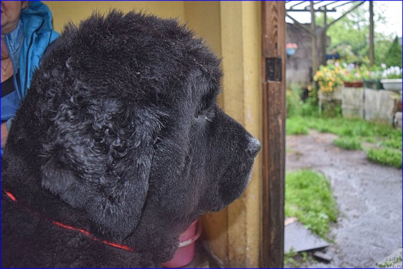 Фото: ньюфаундленд Funnewf Uletnaya Devchenka (Фанньюф Улетная Девчонка)