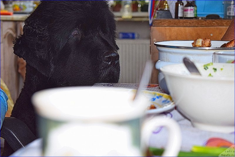 Фото: ньюфаундленд Funnewf Uletnaya Devchenka (Фанньюф Улетная Девчонка)