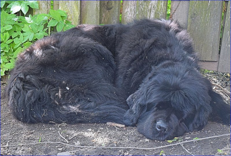 Фото: ньюфаундленд Fann'yuf Tinkerbel' Skazochnaya Princessa (Фанньюф Тинкербель Сказочная Принцесса)