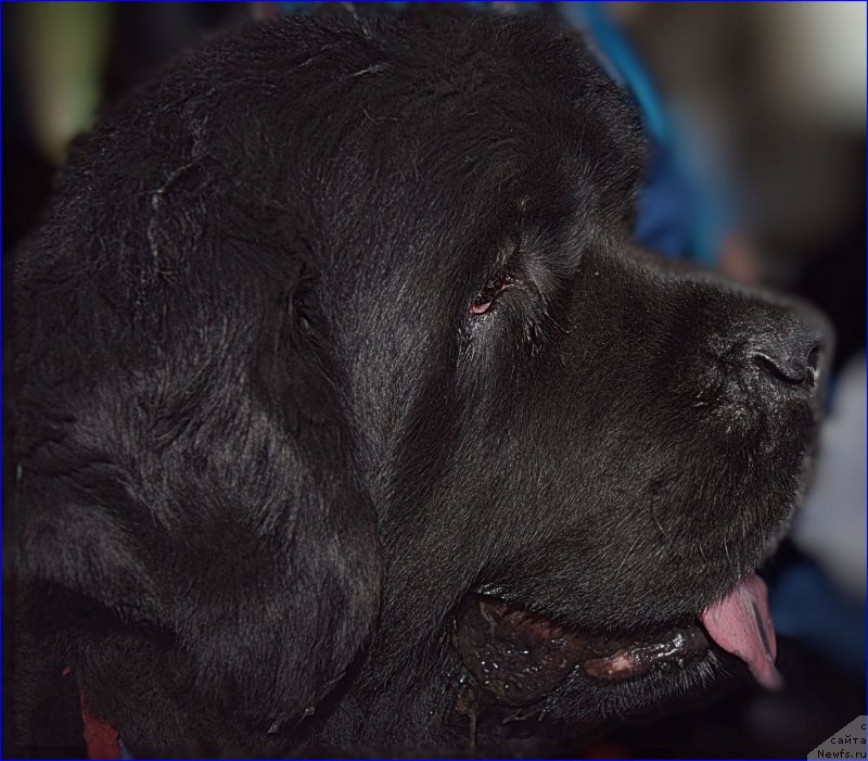 Фото: ньюфаундленд Fann'yuf Tinkerbel' Skazochnaya Princessa (Фанньюф Тинкербель Сказочная Принцесса)