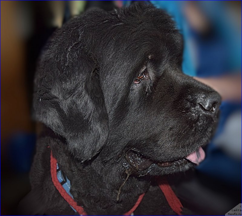 Фото: ньюфаундленд Fann'yuf Tinkerbel' Skazochnaya Princessa (Фанньюф Тинкербель Сказочная Принцесса)