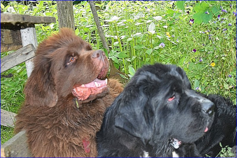 Фото: ньюфаундленд Fann'yuf Jelannaya Madmuazel' SHante Blyuz (Фанньюф Желанная Мадмуазель Шанте Блюз), ньюфаундленд Aquatoriya Kelvin Domino (Акватория Келвин Домино)