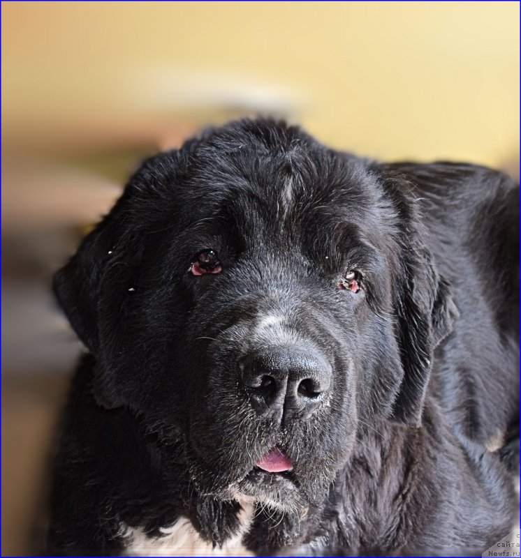 Фото: ньюфаундленд Aquatoriya Kelvin Domino (Акватория Келвин Домино)