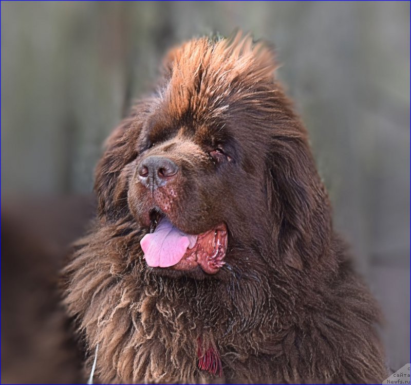 Фото: ньюфаундленд Fann'yuf Jelannaya Madmuazel' SHante Blyuz (Фанньюф Желанная Мадмуазель Шанте Блюз)