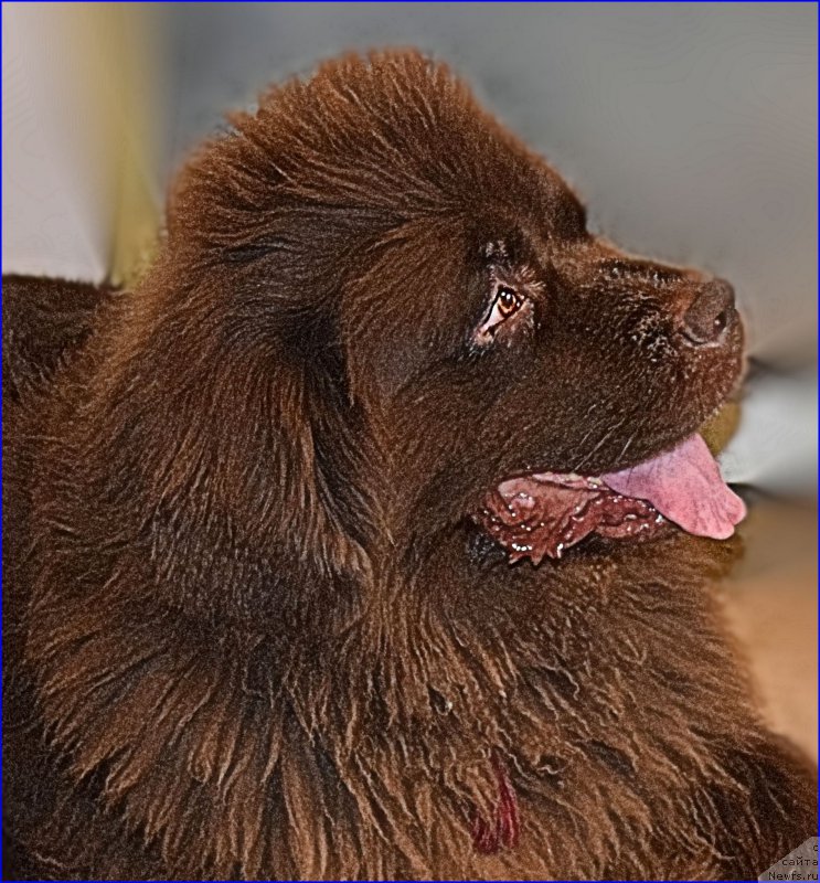 Фото: ньюфаундленд Fann'yuf Jelannaya Madmuazel' SHante Blyuz (Фанньюф Желанная Мадмуазель Шанте Блюз)