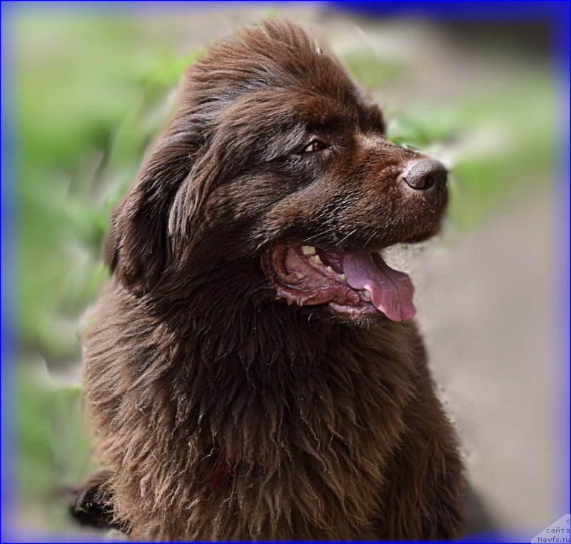 Фото: ньюфаундленд Fann'yuf Jelannaya Madmuazel' SHante Blyuz (Фанньюф Желанная Мадмуазель Шанте Блюз)