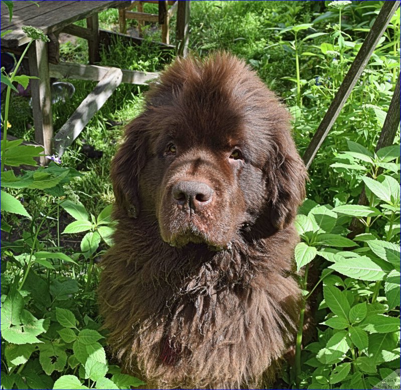 Фото: ньюфаундленд Fann'yuf Jelannaya Madmuazel' SHante Blyuz (Фанньюф Желанная Мадмуазель Шанте Блюз)