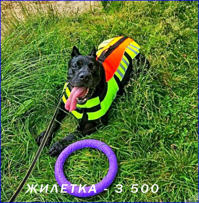 Фотография № 227386