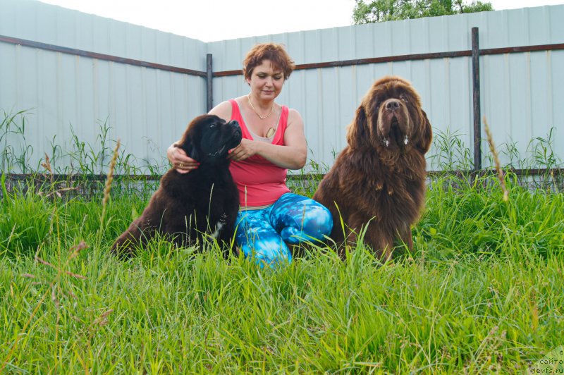 Фото: ньюфаундленд Esaul s Berega Dona (Есаул с Берега Дона), ньюфаундленд Darkflight Ioshi (Даркфлайт Иоши)