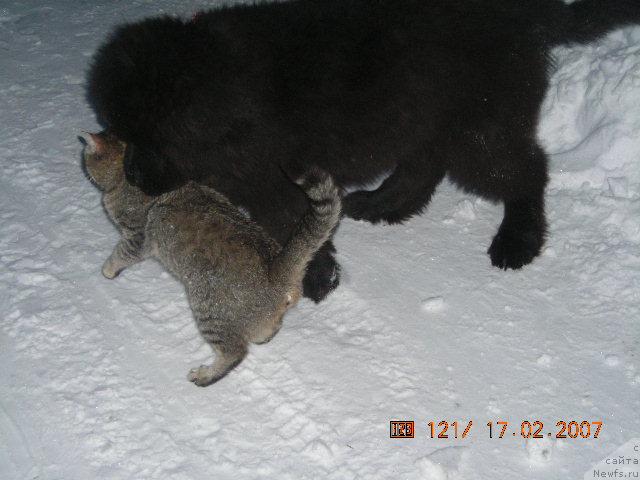 Фото: ньюфаундленд Sent Djons Kruiz (Сент Джонс Круиз)