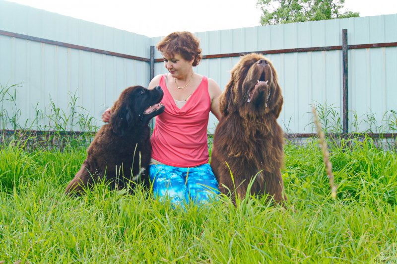 Фото: ньюфаундленд Esaul s Berega Dona (Есаул с Берега Дона), ньюфаундленд Darkflight Ioshi (Даркфлайт Иоши)