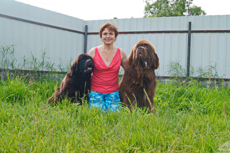 Фото: ньюфаундленд Esaul s Berega Dona (Есаул с Берега Дона), ньюфаундленд Darkflight Ioshi (Даркфлайт Иоши)