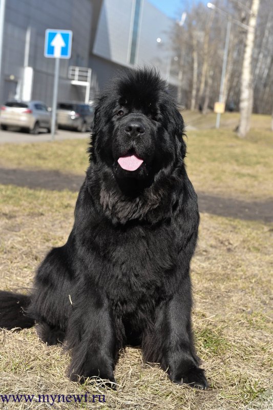 Фото: ньюфаундленд Sent Djons Larel Leolanda (Сент Джонс Ларель Леоланда)