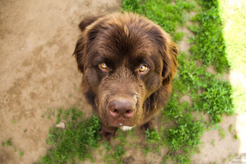 Фото: ньюфаундленд Brownblood MSK Abrams-Strong (Браунблад МСК Абрамс-Стронг)