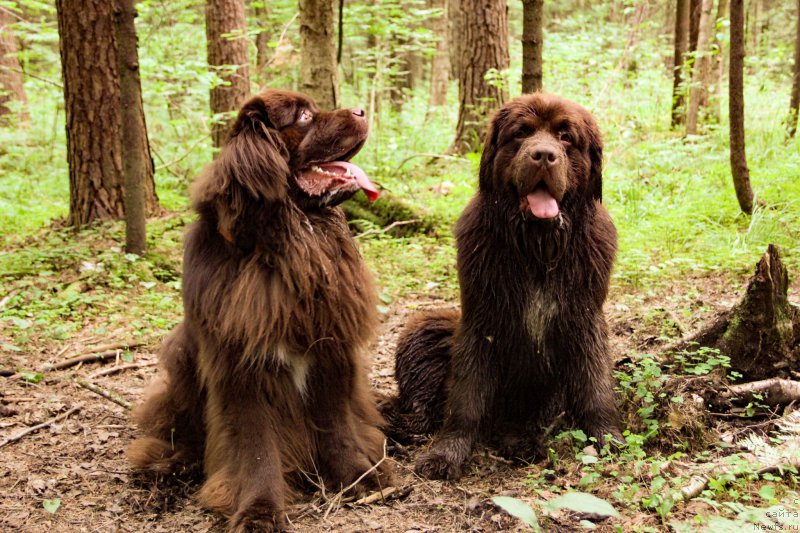 Фото: ньюфаундленд Funnewf Akvilon (Фанньюф Аквилон), ньюфаундленд Brownblood MSK Abrams-Strong (Браунблад МСК Абрамс-Стронг)