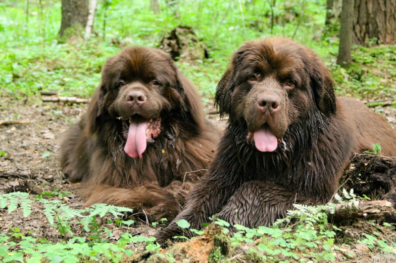 Фото: ньюфаундленд Funnewf Akvilon (Фанньюф Аквилон), ньюфаундленд Brownblood MSK Abrams-Strong (Браунблад МСК Абрамс-Стронг)