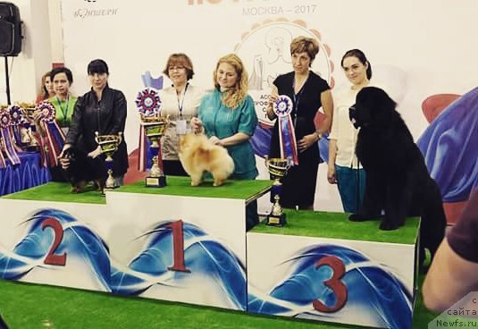 Фото: Kseniya Mogutnova (Ксения Могутнова), ньюфаундленд Aknolidzh Akela (Акнолидж Акела)