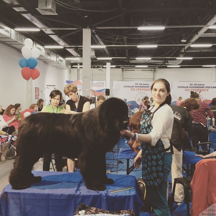 Фото: Kseniya Mogutnova (Ксения Могутнова), ньюфаундленд Aknolidzh Akela (Акнолидж Акела)