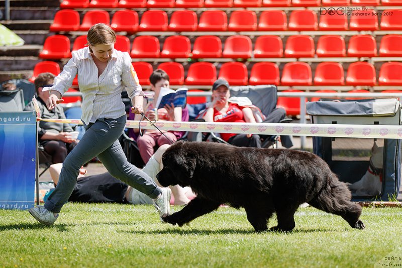 Фото: ньюфаундленд Callistos Black Tulip