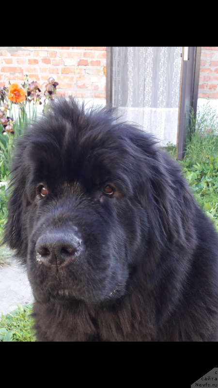 Фото: ньюфаундленд Belkonder-Club Jamaica Blue Mountin (Белкондер-Клаб Ямайка Блю Маунтин)