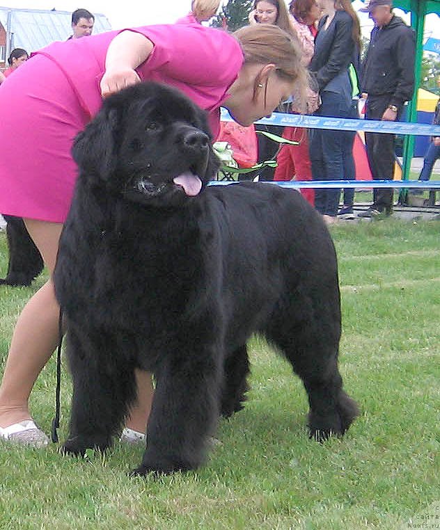 Фото: ньюфаундленд Feliciya iz Plemeni Kedra (Фелиция из Племени Кедра)