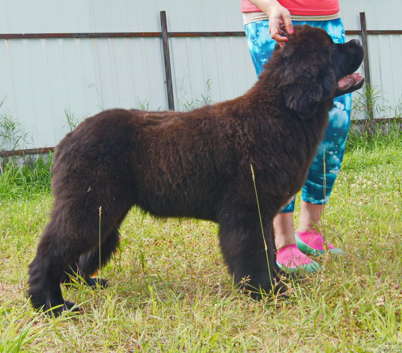 Фото: ньюфаундленд Darkflight Ioshi (Даркфлайт Иоши)