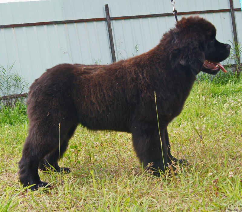 Фото: ньюфаундленд Darkflight Ioshi (Даркфлайт Иоши)