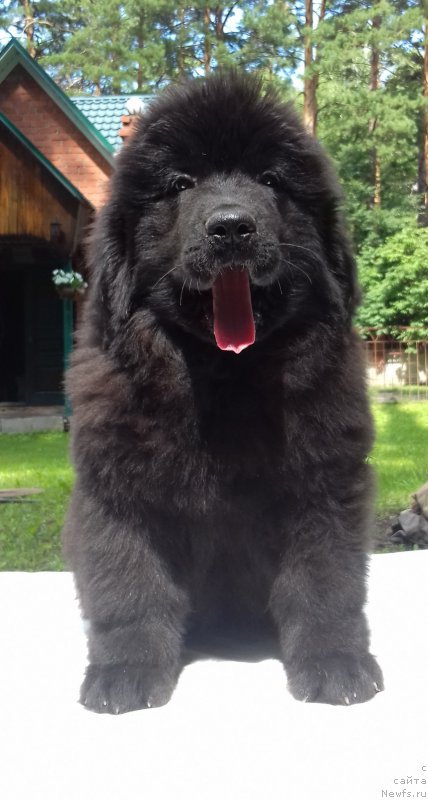 Фото: ньюфаундленд Super Premium Elegans (Супер Премиум Элеганс)