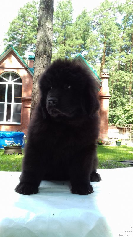 Фото: ньюфаундленд Super Premium Elizabet (Супер Премиум Элизабет)