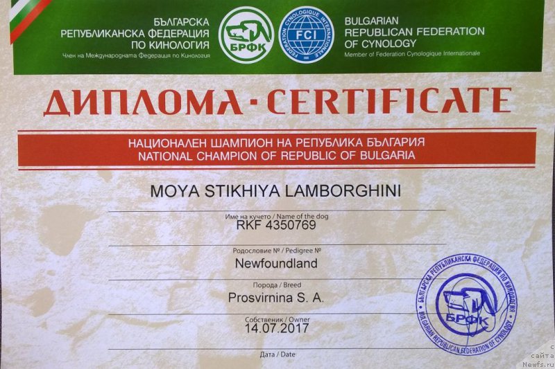 Фото: ньюфаундленд Moya Stikhiya Lamborghini (Моя Стихия Ламборджини)