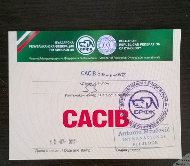 Фото: ньюфаундленд Moya Stikhiya Lamborghini (Моя Стихия Ламборджини)