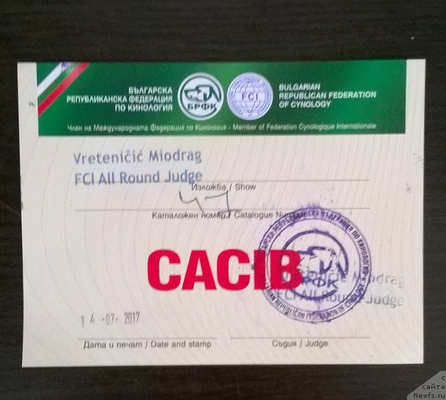 Фото: ньюфаундленд Moya Stikhiya Lamborghini (Моя Стихия Ламборджини)