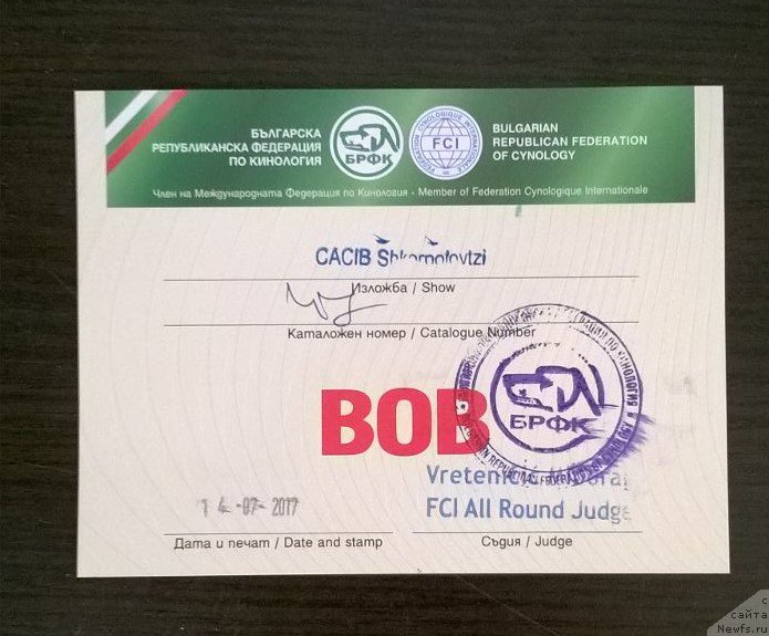 Фото: ньюфаундленд Moya Stikhiya Lamborghini (Моя Стихия Ламборджини)