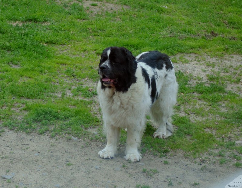 Фото: ньюфаундленд Mag Ispolin Morskaya Jemchujina (Маг Исполин Морская Жемчужина)