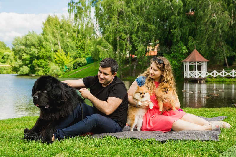 Фото: ньюфаундленд Brownblood MSK Helfi Best Armani (Браунблад МСК Хелфи Бэст Армани), Vladimir Hachatryan (Владимир Хачатрян)