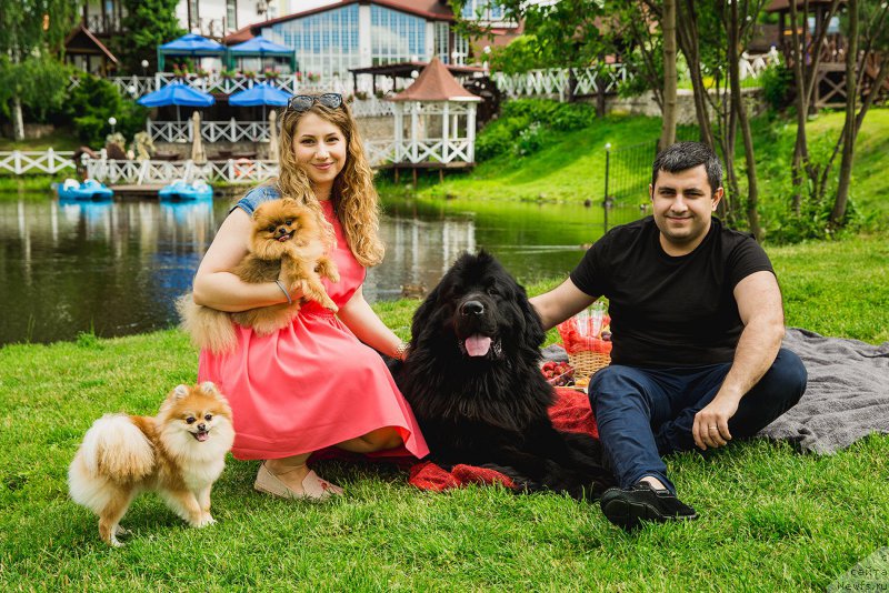 Фото: ньюфаундленд Brownblood MSK Helfi Best Armani (Браунблад МСК Хелфи Бэст Армани), Vladimir Hachatryan (Владимир Хачатрян)