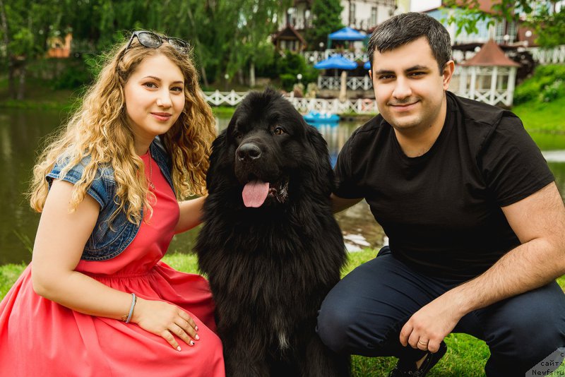 Фото: ньюфаундленд Brownblood MSK Helfi Best Armani (Браунблад МСК Хелфи Бэст Армани), Vladimir Hachatryan (Владимир Хачатрян)