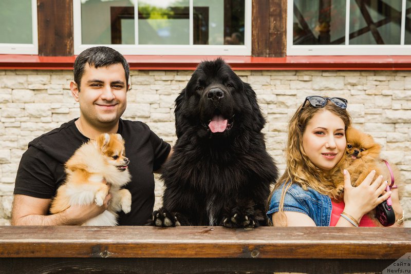 Фото: ньюфаундленд Brownblood MSK Helfi Best Armani (Браунблад МСК Хелфи Бэст Армани), Vladimir Hachatryan (Владимир Хачатрян)