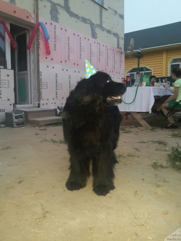 Фото: ньюфаундленд Krass (Красс)