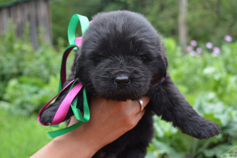 Фото: ньюфаундленд Alfa Dar Oksa Arsemiy (Альфа Дар Окса Арсёмий)