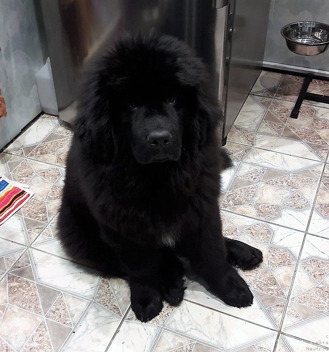 Фото: ньюфаундленд Dlya Al'fyi Daroksovaya (Для Альфы Дароксовая)